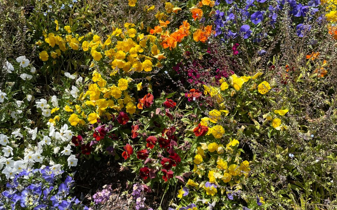 🌸 Distribution de tapis de fleurs 🌸
