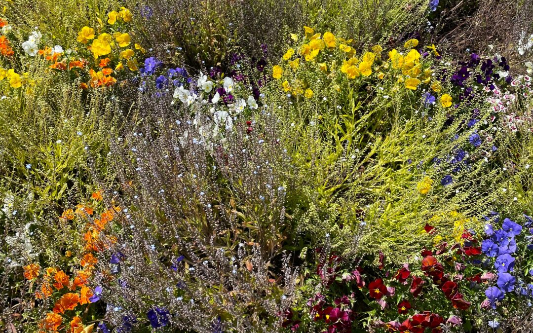 🌸 Nouvelle distribution de tapis de fleurs 🌸