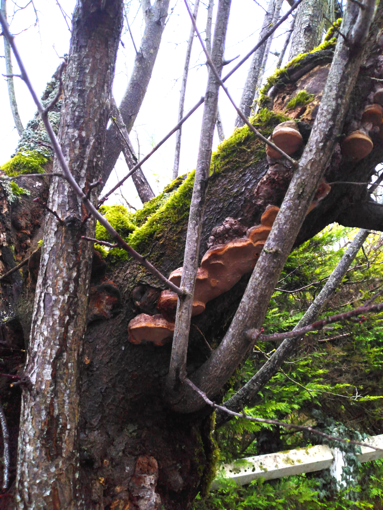 Campagne de marquage des arbres malades ou dangereux