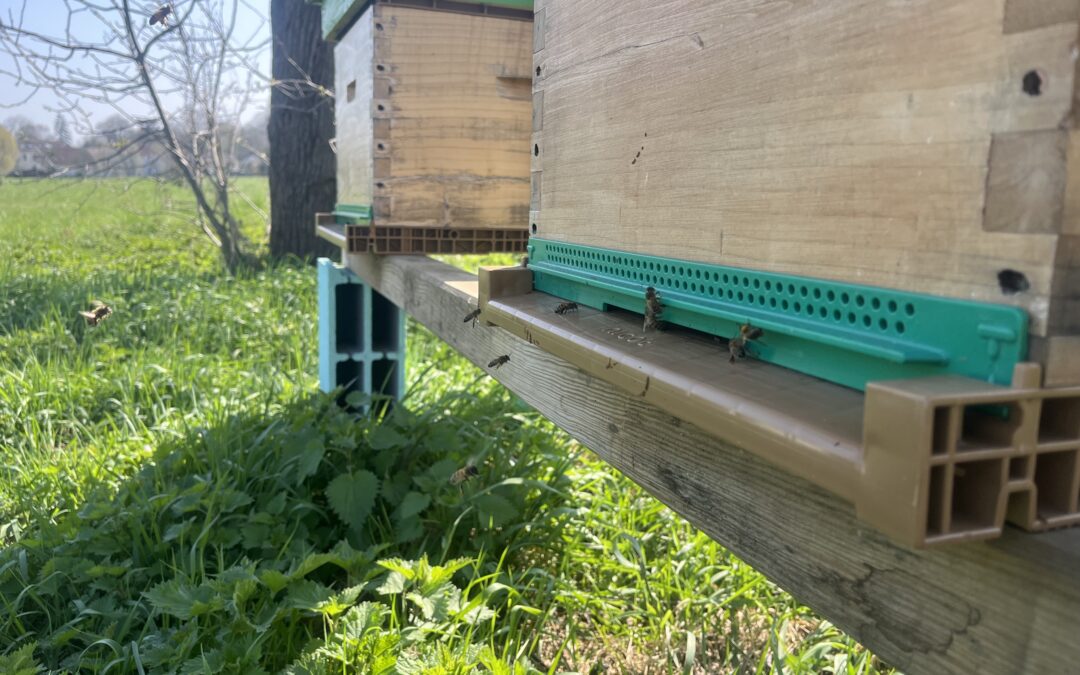 QUELQUES NOUVELLES DE NOS RUCHES CHAUMONTELLOISES…