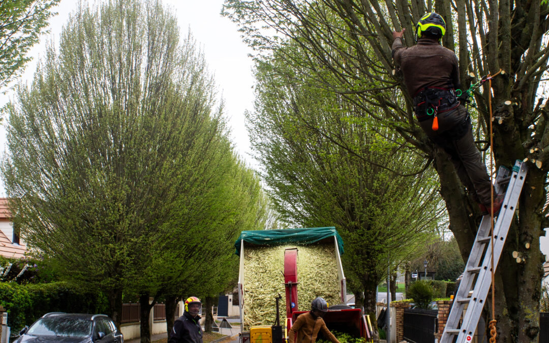 Elagage rue de la Ferme