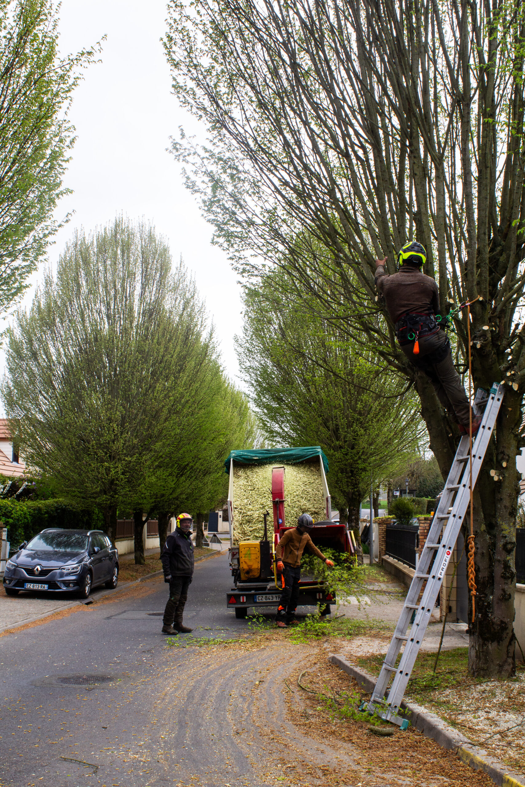 Elagage rue de la Ferme