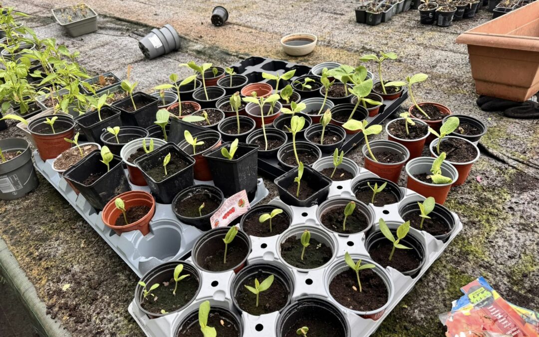 Distribution de plants