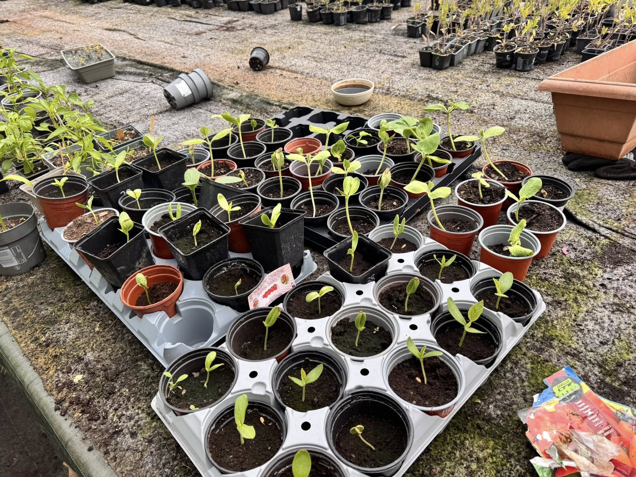 Distribution de plants